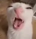 Кот яростно кричит в камеру