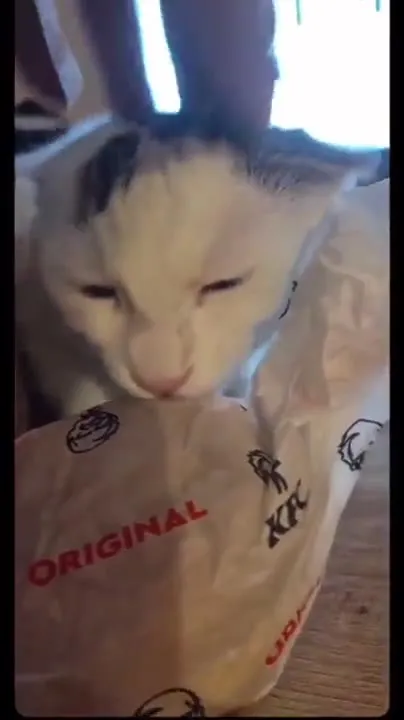 Cat Tries to Eat a Sandwich