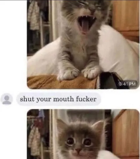Shut Your Mouth Fucker Cat