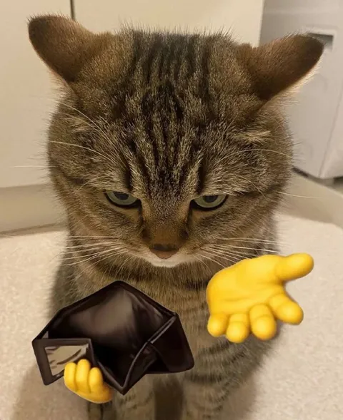 Кот с пустым кошельком