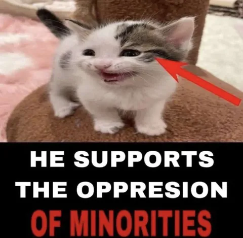 Kitten Supports Oppression