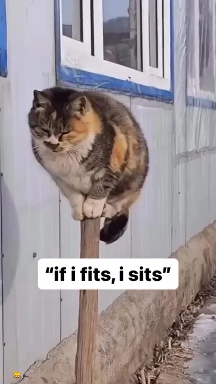 Cat Sits on a Tiny Pole