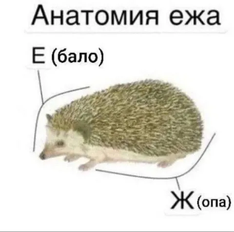 Анатомия ежа с объяснением
