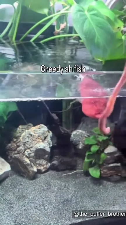 Greedy Fish Chases the Worm