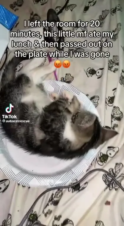 Kitten Ate My Lunch and Passed Out