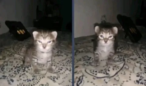 Котёнок до и после
