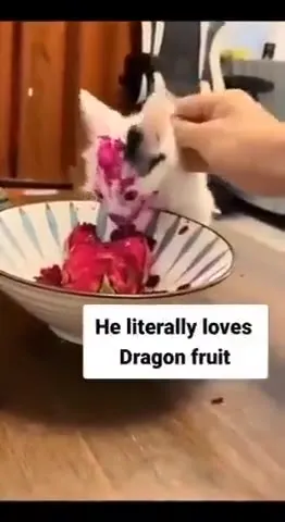 Cat Covered in Dragon Fruit