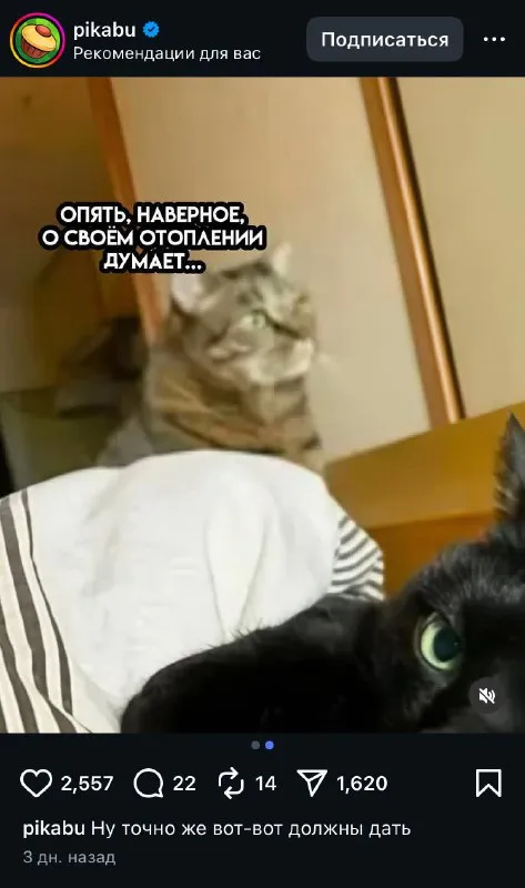 Кот думает о своём отдалении