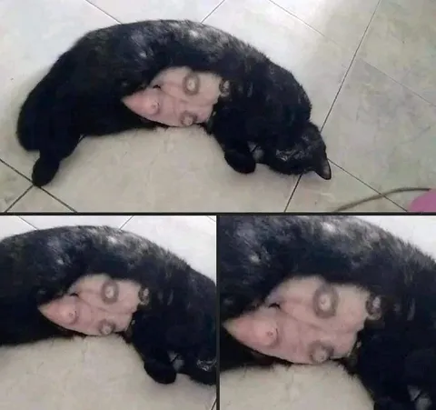 Кот с лицом в шерсти