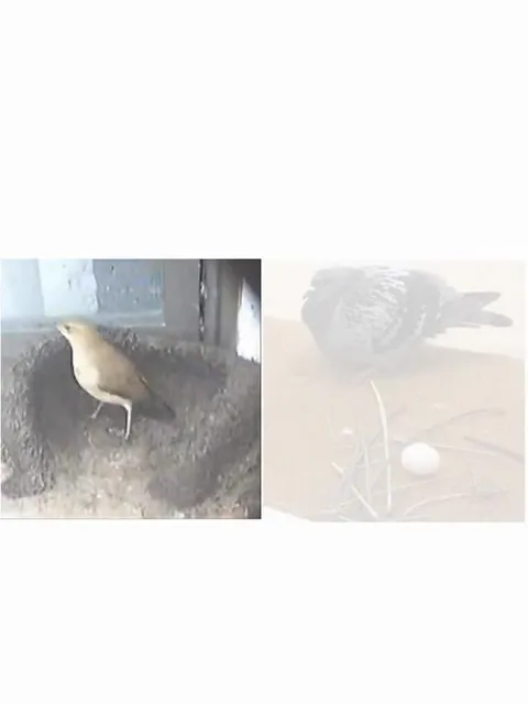Птичка исчезает в норе