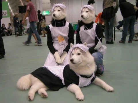 Хаски в костюмах горничных