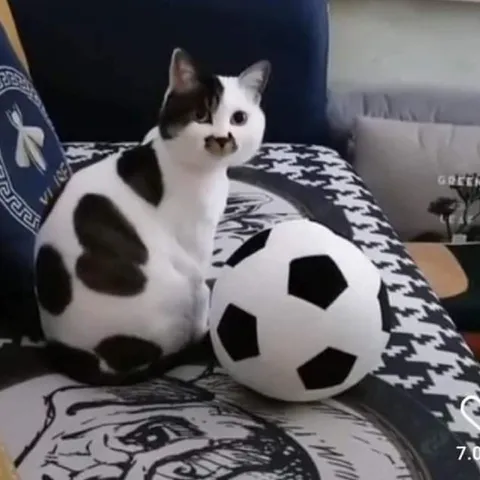 Кот и футбольный мяч