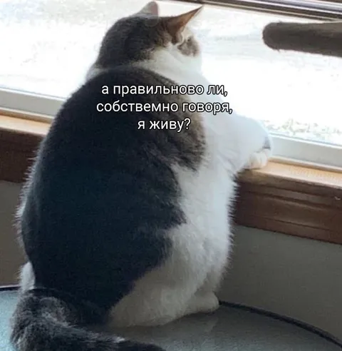 Кот задаётся вопросом о жизни