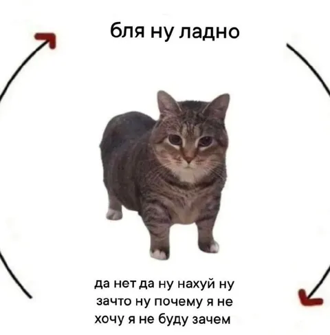 Бля ну ладно кот