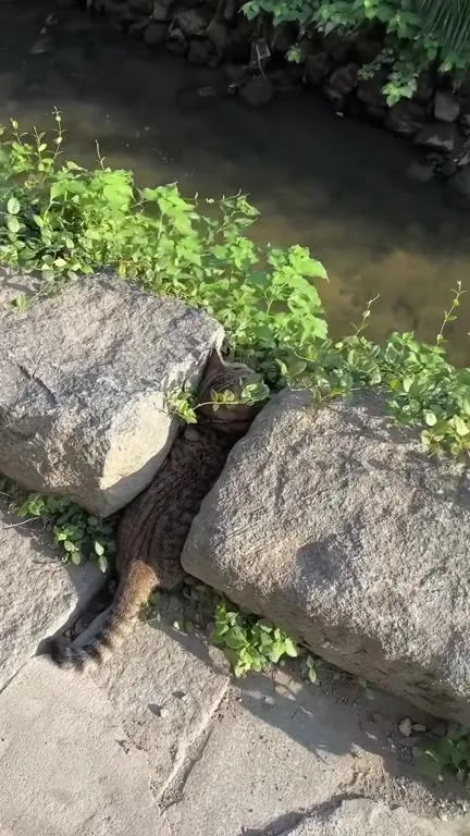 Кот застрял между камнями