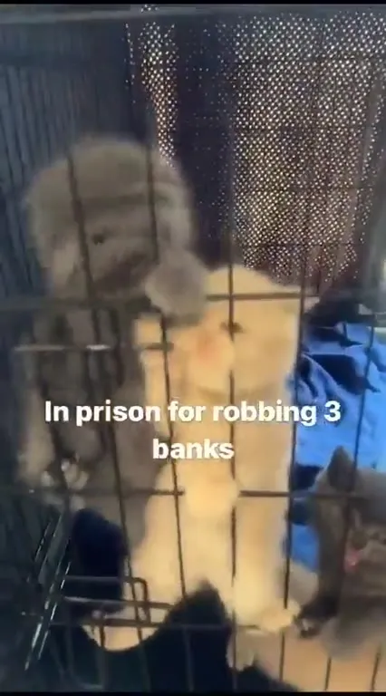 Cats in Prison for Bank Robbery