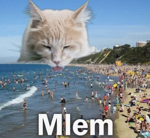 Mlem Cat at the Beach
