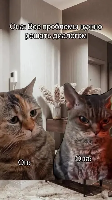 Коты и разговор по душам
