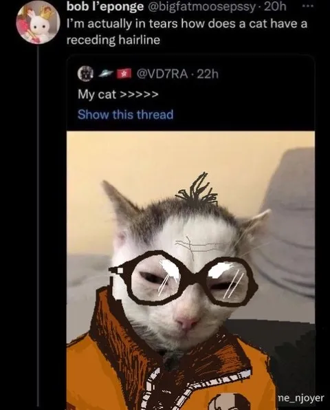 Cat With a Receding Hairline