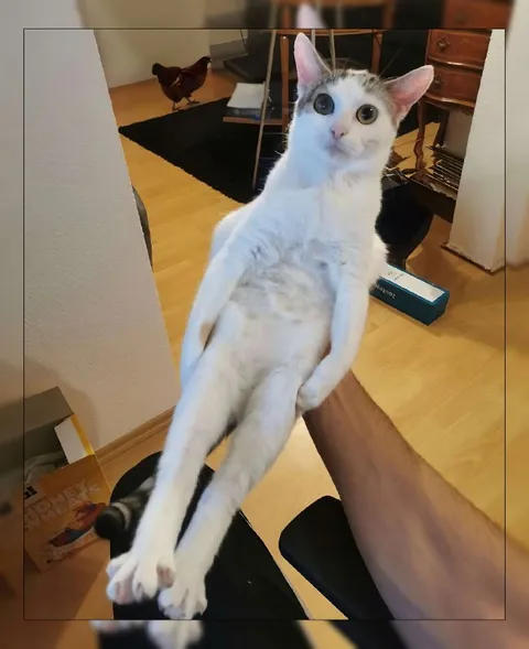 Кот, которого держат как человека