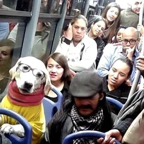 Собака едет в автобусе