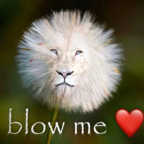 Blow Me Lion Dandelion