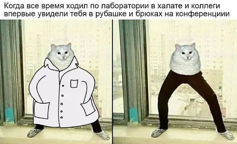 Кот на конференции в рубашке