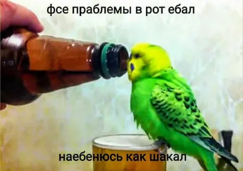 Попугай наебенился как шакал