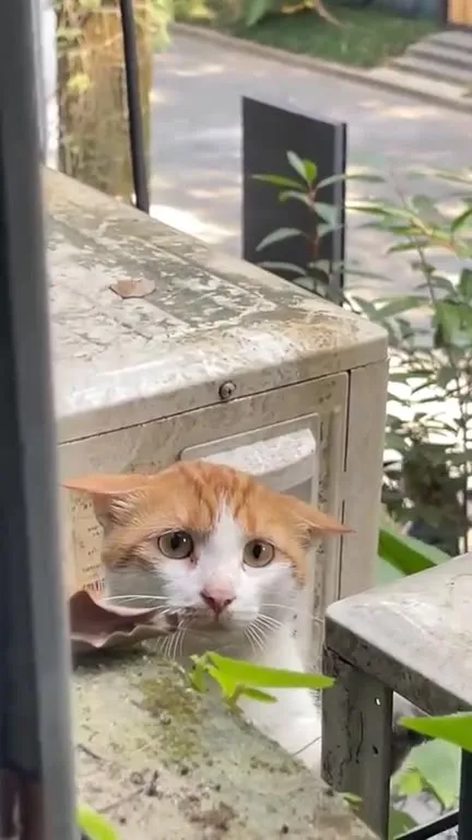 Кот заглядывает в окно