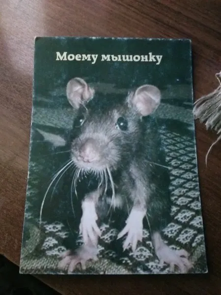 Моему мышонку с открытки