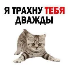 Кот угрожает дважды