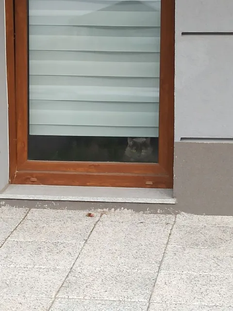 Кот выглядывает из окна