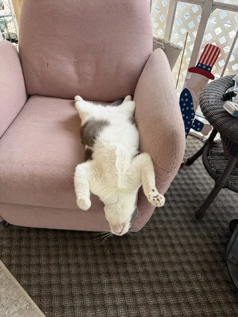 Кот вниз головой в кресле