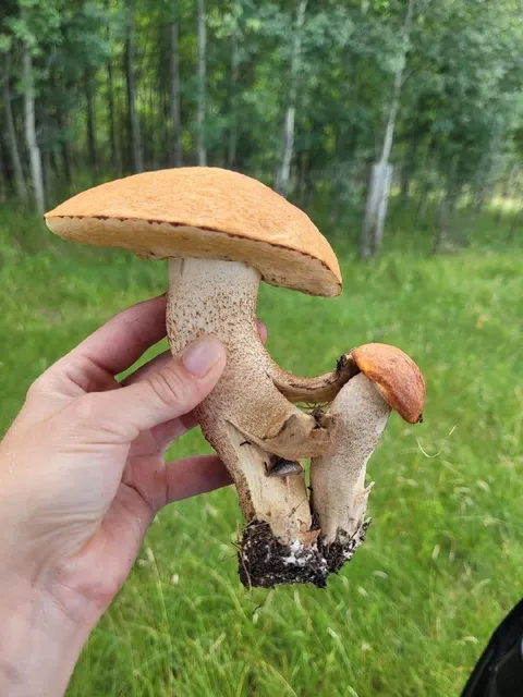 Грибная семейка