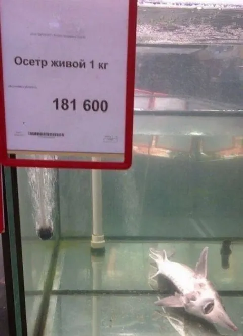 Осетр за 181 600