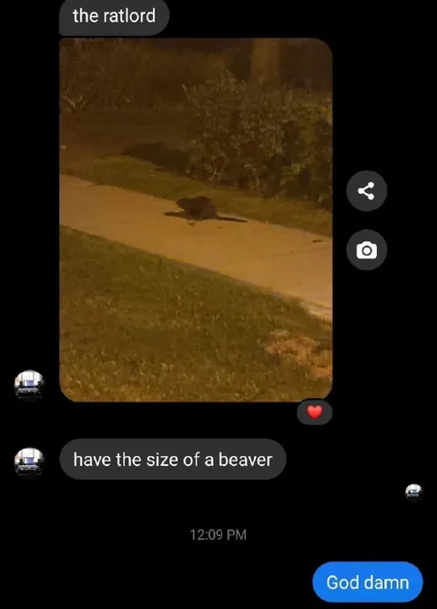 Rat the Size of a Beaver