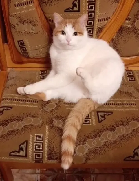 Кот с роскошным хвостом