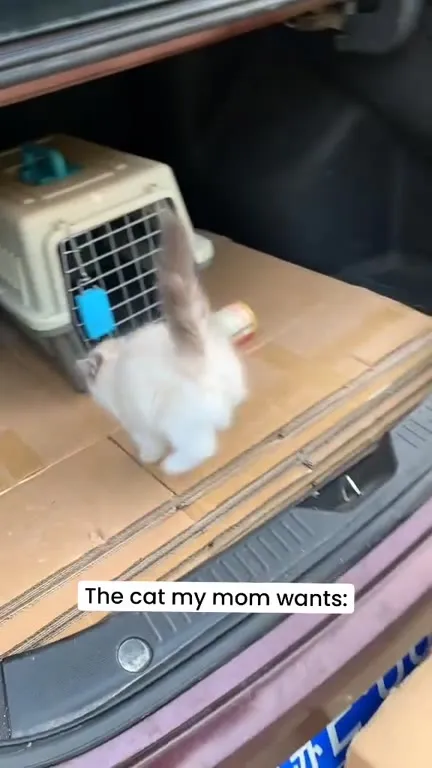 The Cat My Mom Wants
