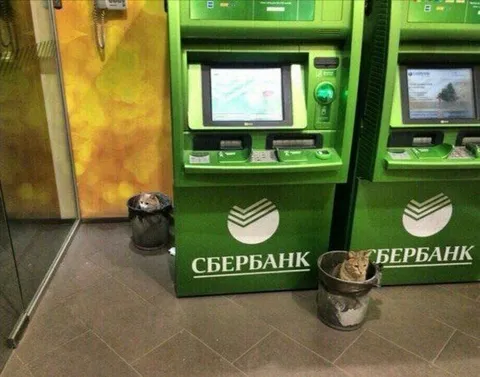 Коты у банкоматов Сбербанка