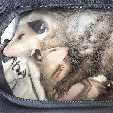 Опоссумы спят в обнимку