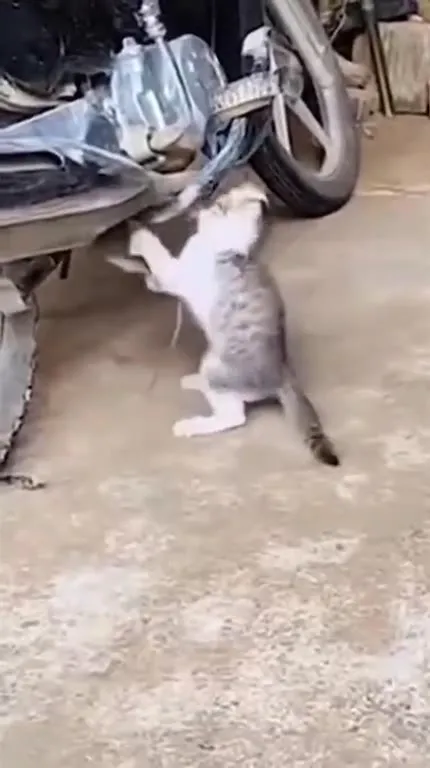 Кот поймал мышь под мопедом