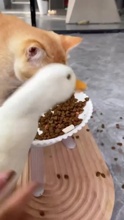 Кот и утка делят ужин