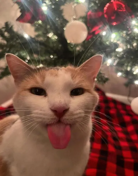Кот с высунутым языком