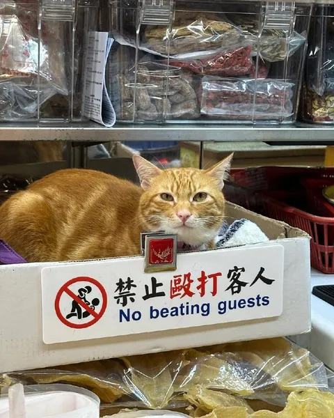 No Beating Guests Cat