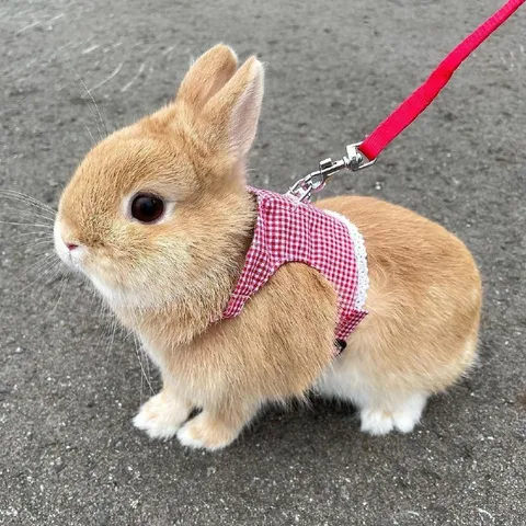 Кролик на поводке