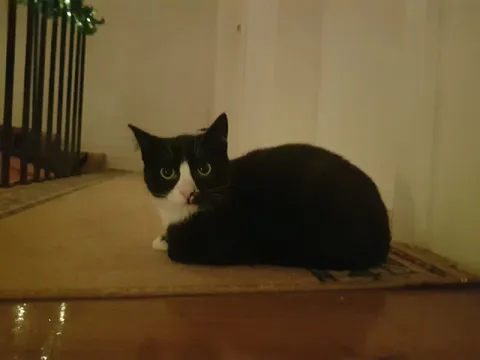 Кот подозрительно смотрит