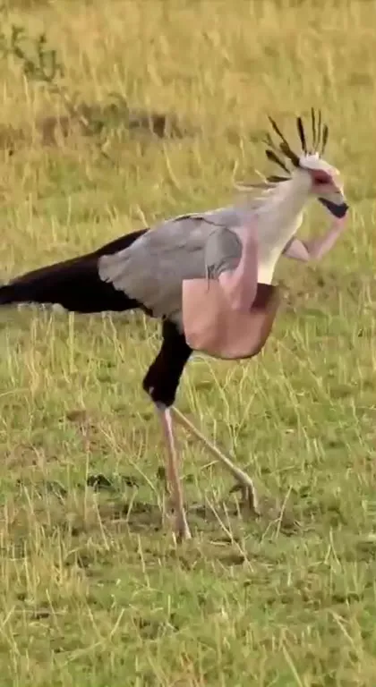 Птицы танцуют под Stayin' Alive