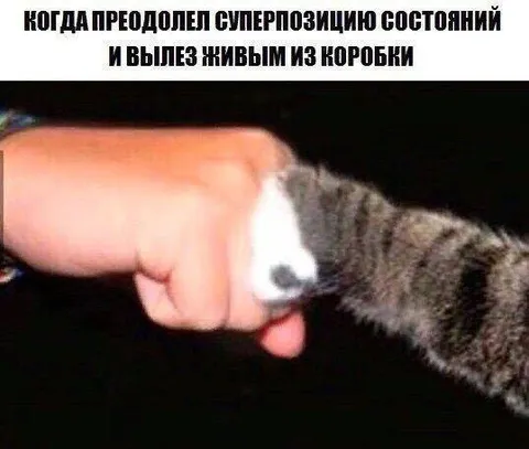 Кот преодолел суперпозицию