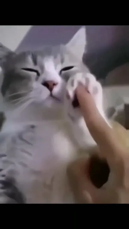 Котики танцуют в комнате