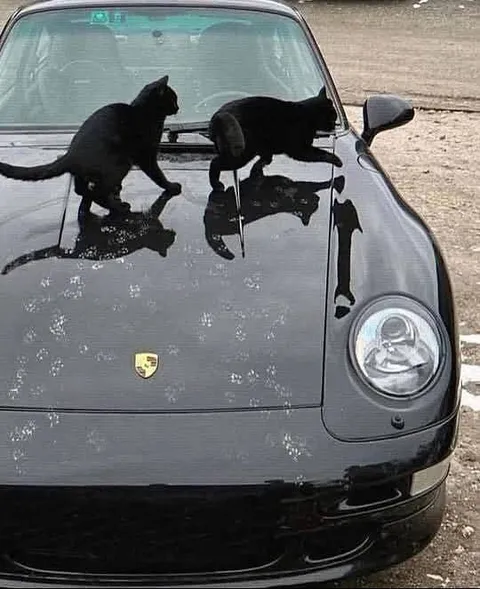Кошки на капоте Porsche